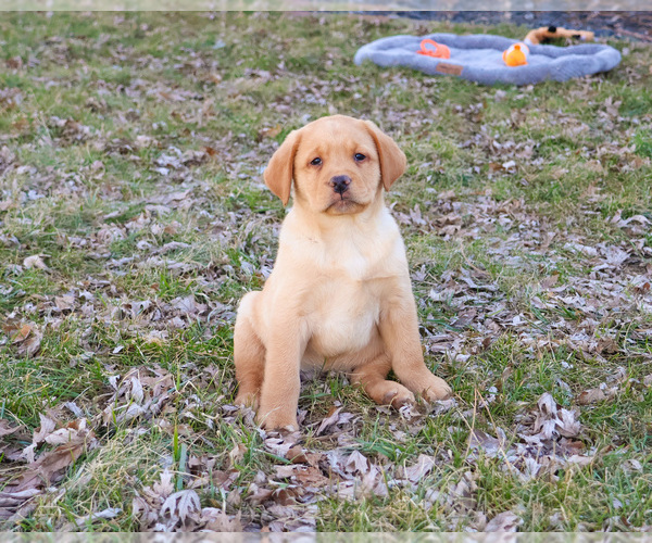 Medium Photo #13 Labrador Retriever Puppy For Sale in SYRACUSE, IN, USA