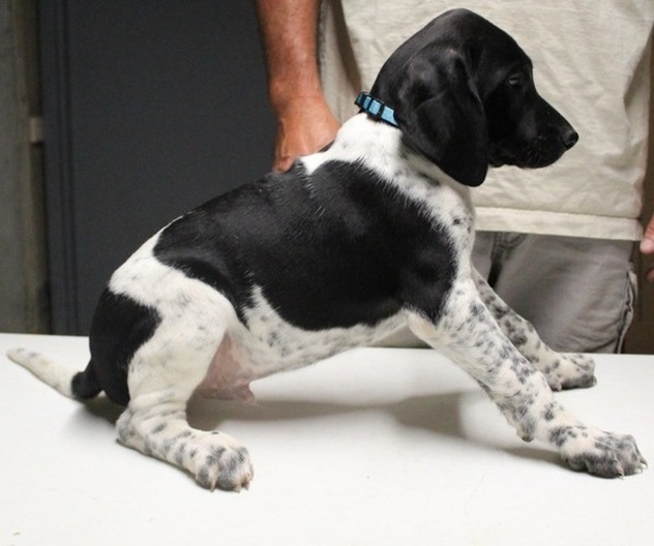 Medium Photo #1 German Shorthaired Pointer Puppy For Sale in KANSAS CITY, KS, USA