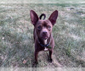Chewy (Bonded with Ledi) - Male Chihuahua-Unknown Mix Dog for Adoption - Photo #2