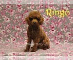 Small Photo #1 Cavapoo (Miniature) Puppy For Sale in DENVER, PA, USA