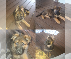German Shepherd Dog Puppy for sale in CULPEPER, VA, USA