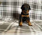 Small Photo #10 Doberman Pinscher Puppy For Sale in HALIFAX, MA, USA