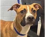 Small #1 Boxer Mix