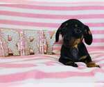 Image preview for Ad Listing. Nickname: Dachshund