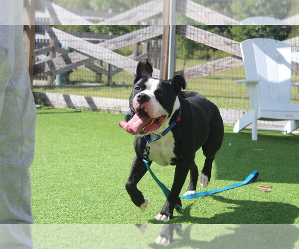 Medium Photo #4 American Bulldog Puppy For Sale in Chestertown, MD, USA