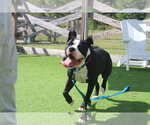 Small Photo #4 American Bulldog Puppy For Sale in Chestertown, MD, USA