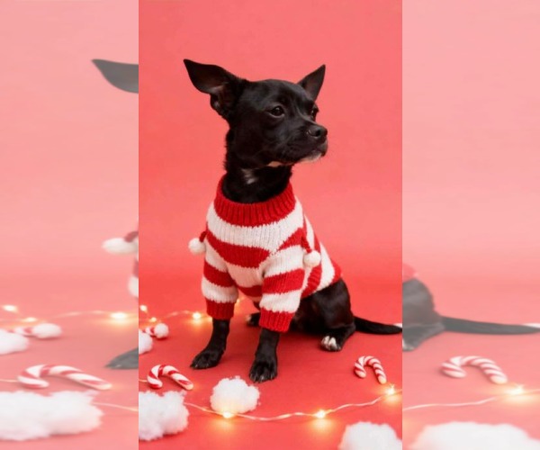 Medium Photo #1 Chihuahua-Unknown Mix Puppy For Sale in Westwood, NJ, USA