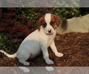 Boxer-Cavalier King Charles Spaniel Mix Puppy for sale in SHILOH, OH, USA