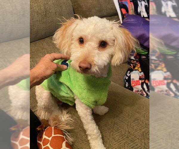 Medium Photo #1 Mutt Puppy For Sale in Mesa, AZ, USA