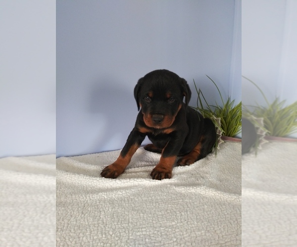 Medium Photo #1 Rottweiler Puppy For Sale in SHIPSHEWANA, IN, USA