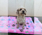 Small #1 Poodle (Miniature)