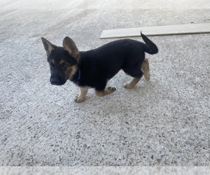 German Shepherd Dog Puppy for sale in WOLFE CITY, TX, USA