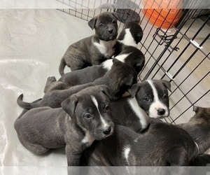 Akita-Cane Corso Mix Dogs for adoption in ARVADA, CO, USA
