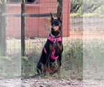 Small #10 Doberman Pinscher