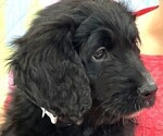 Small Photo #9 Bernedoodle Puppy For Sale in ADVANCE, NC, USA