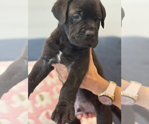 Labrador Retriever-Unknown Mix Dogs for adoption in San Diego, CA, USA
