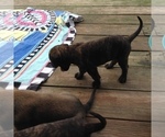 Small Photo #33 American Mastiff Puppy For Sale in ALEXANDRIA, VA, USA
