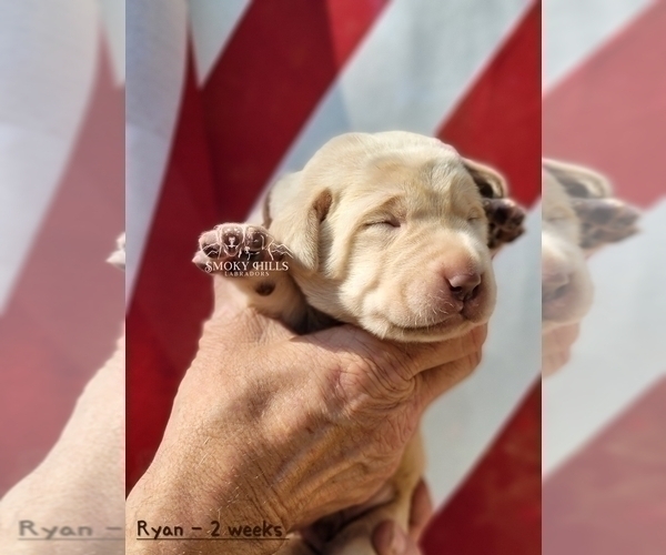Medium Photo #36 Labrador Retriever Puppy For Sale in POCAHONTAS, IL, USA