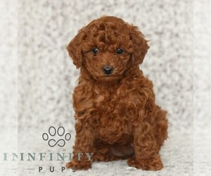 Poodle (Toy) Puppy for sale in NEW HOLLAND, PA, USA