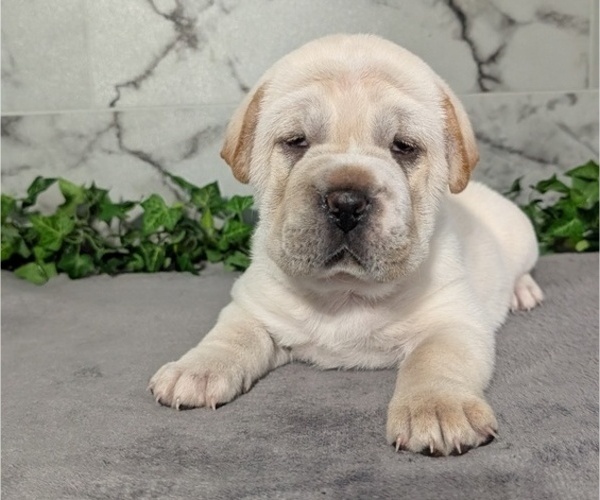 Medium Photo #7 Cocker-Pei Puppy For Sale in GOSHEN, IN, USA