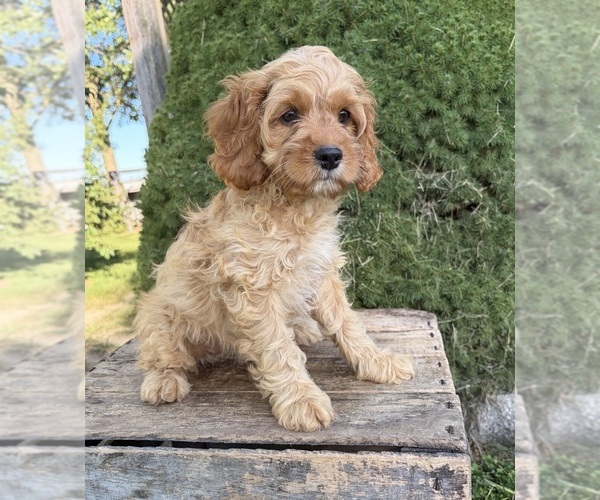Medium Photo #2 Cockapoo (Miniature) Puppy For Sale in MIDDLEBURY, IN, USA