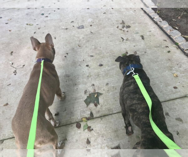 Medium Photo #3 American Pit Bull Terrier-Unknown Mix Puppy For Sale in Rockaway, NJ, USA