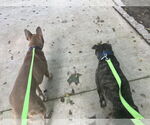 Small #2 American Pit Bull Terrier Mix