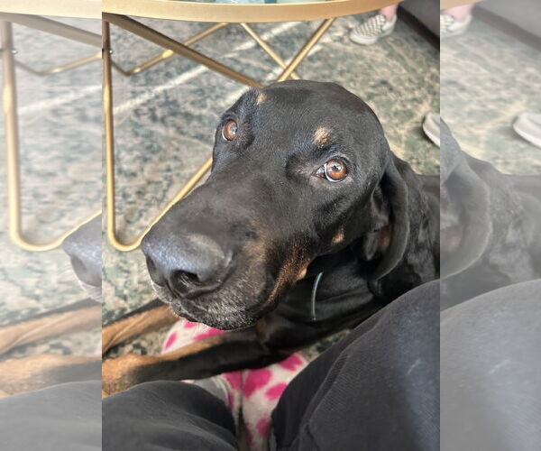 Medium Photo #4 Coonhound Puppy For Sale in McKinney, TX, USA