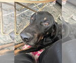 Small #3 Coonhound