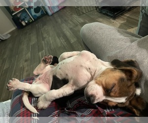 Beagle Puppy for sale in TUCSON, AZ, USA