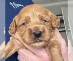 Small Photo #12 Cockapoo Puppy For Sale in SEBASTIAN, FL, USA