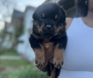 Rottweiler Puppy for sale in BEAVER FALLS, PA, USA