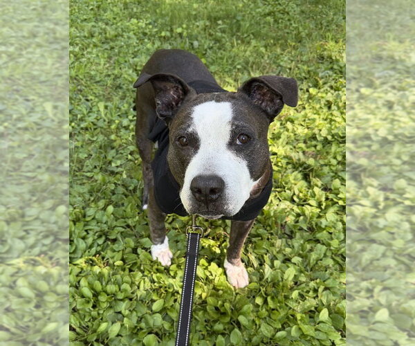 Medium Photo #1 American Pit Bull Terrier-Staffordshire Bull Terrier Mix Puppy For Sale in Brewster, NY, USA