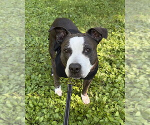 American Pit Bull Terrier-Staffordshire Bull Terrier Mix Dogs for adoption in Brewster, NY, USA