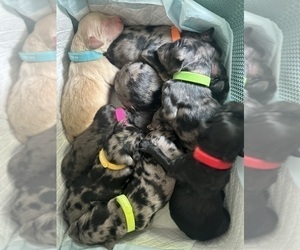 Goldendoodle Puppy for sale in CARTHAGE, TN, USA