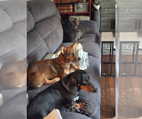 Medium Photo #3 Labrador Retriever-Unknown Mix Puppy For Sale in Brewster, NY, USA