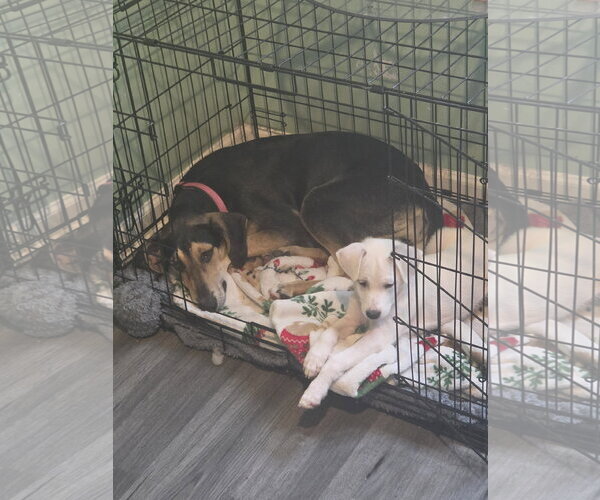 Medium Photo #3 Mutt Puppy For Sale in Plainfield, IL, USA