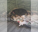 Small Photo #3 Mutt Puppy For Sale in Plainfield, IL, USA