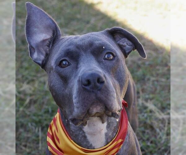 Medium Photo #1 American Staffordshire Terrier-Unknown Mix Puppy For Sale in San Antonio, TX, USA