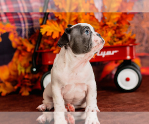 French Bulldog Puppy for sale in SAN DIEGO, CA, USA