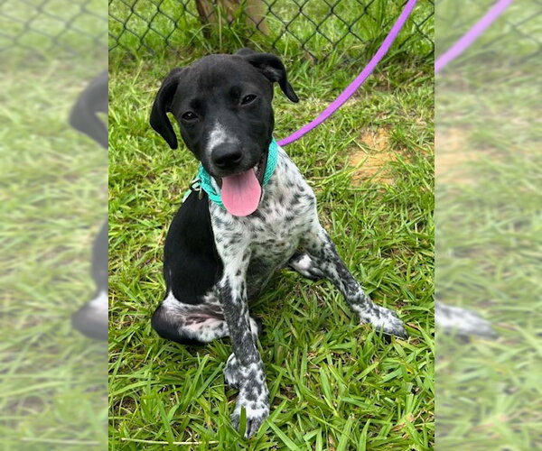 Medium Photo #3 Mutt Puppy For Sale in Tarrytown, GA, USA