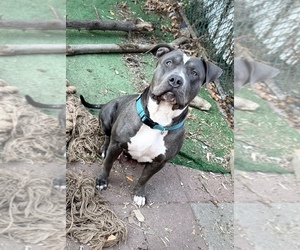 Mother of the American Bully puppies born on 03/17/2025