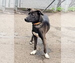 Small Photo #5 Feist Terrier-Unknown Mix Puppy For Sale in Bloomingdale, NJ, USA