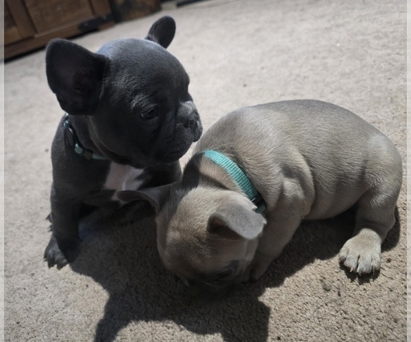 Medium Photo #35 French Bulldog Puppy For Sale in BLANCA, CO, USA