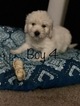 Small #90 Goldendoodle