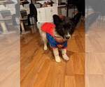 Small Photo #2 Border Collie Puppy For Sale in OAK HARBOR, WA, USA