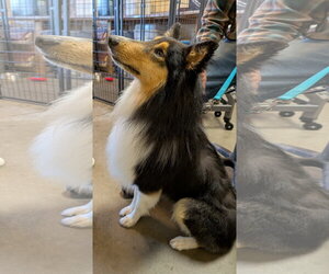 Collie Dogs for adoption in Pueblo West, CO, USA