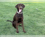Small Labrador Retriever