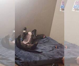 Great Dane Dogs for adoption in Buffalo, MN, USA