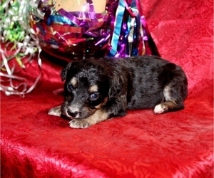 Miniature Bernedoodle Puppy for sale in CASSVILLE, MO, USA